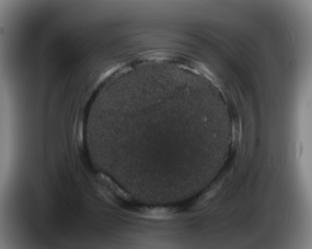 X0000086110301200703301243