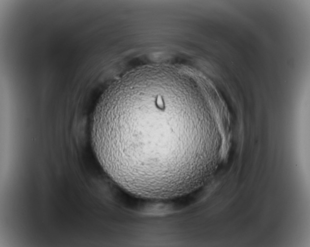 X0000086110319200703301242