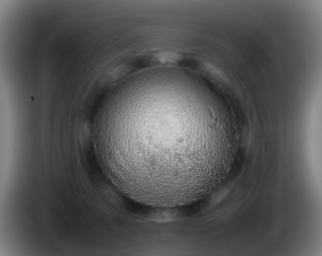 X0000086110321200703301242