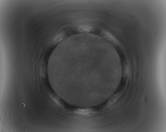 X0000086110414200703301241