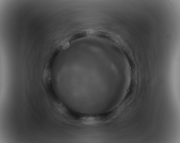 X0000086110419200703301241