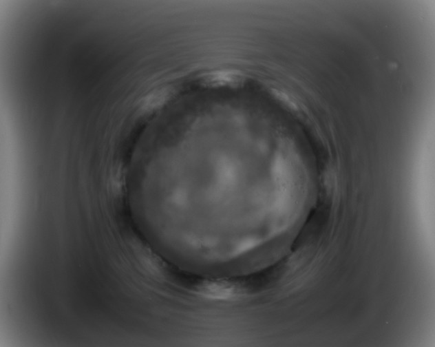 X0000086110423200703301241