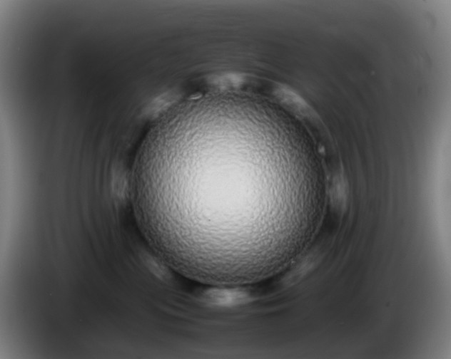 X0000086110477200703301241