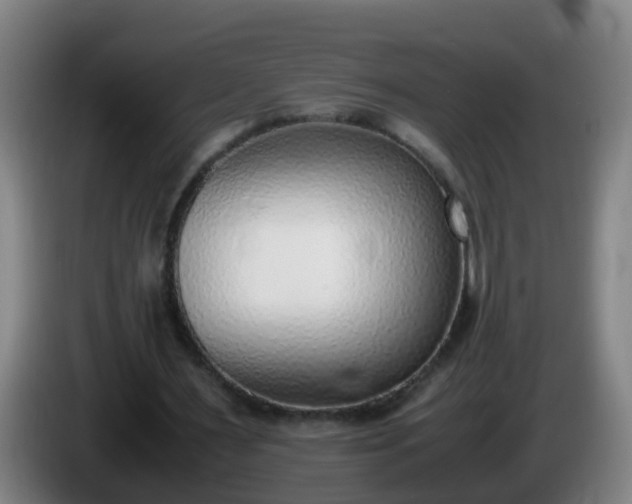 X0000086110483200703301240