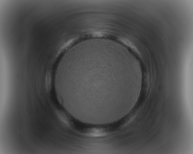 X0000086110496200703301240