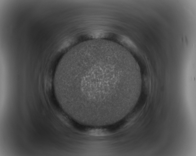 X0000086110499200703301240