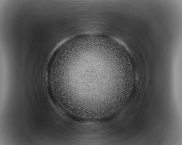 X0000086110684200703301237