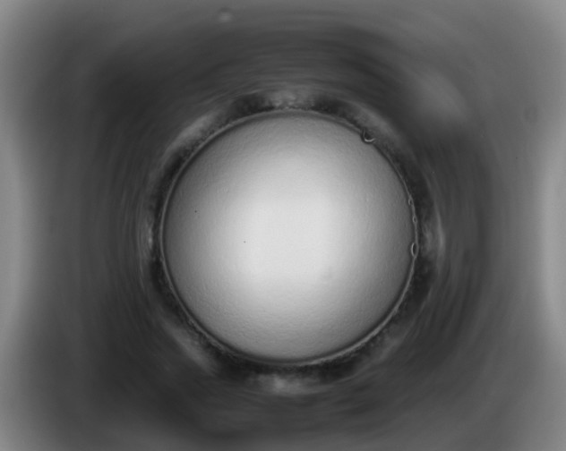 X0000086110733200703301236