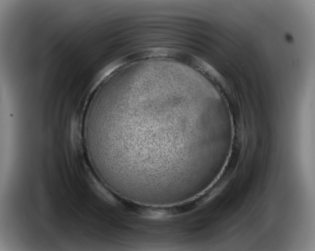 X0000086110794200703301236