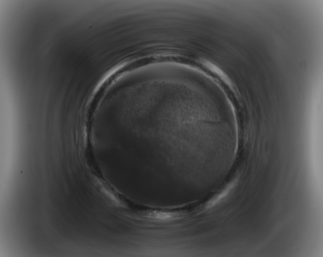 X0000086110829200703301235