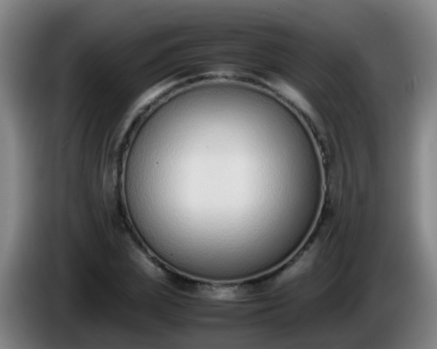 X0000086110831200703301235