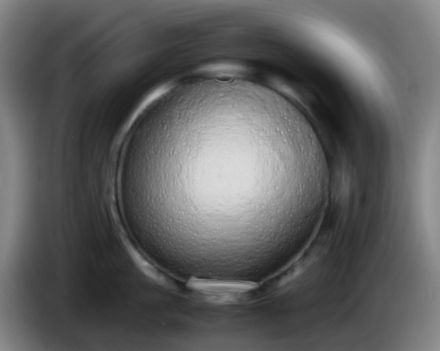 X0000086110861200703301235