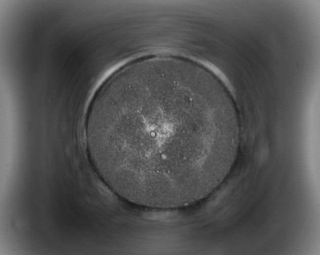 X0000086110887200703301234