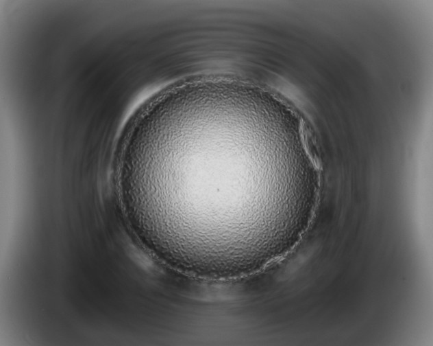 X0000086110928200703301233