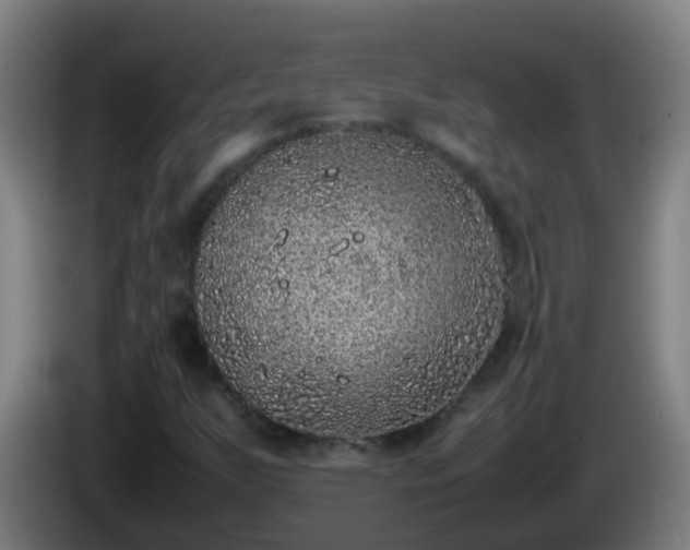 X0000086111255200703301229