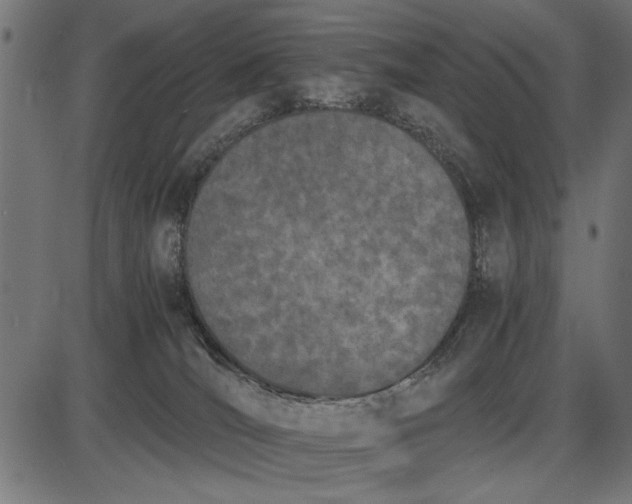 X0000086110036200704091430