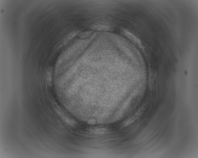 X0000086110065200704091429