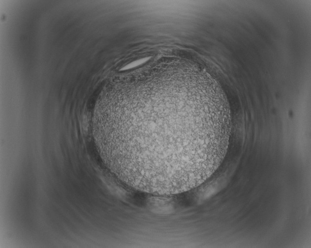 X0000086110139200704091428