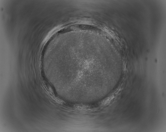 X0000086110199200704091427