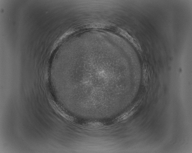 X0000086110203200704091427