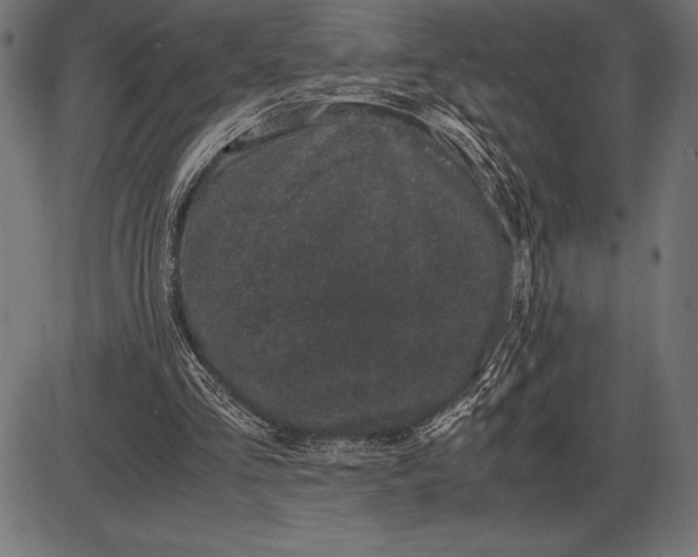 X0000086110293200704091425