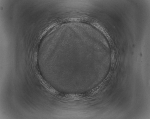 X0000086110297200704091425