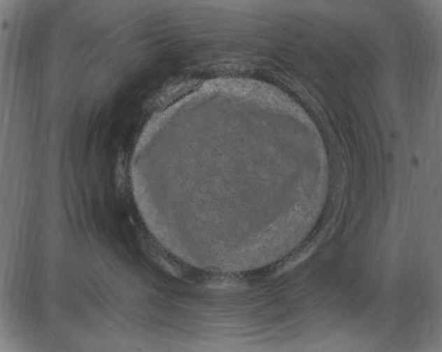 X0000086110432200704091423