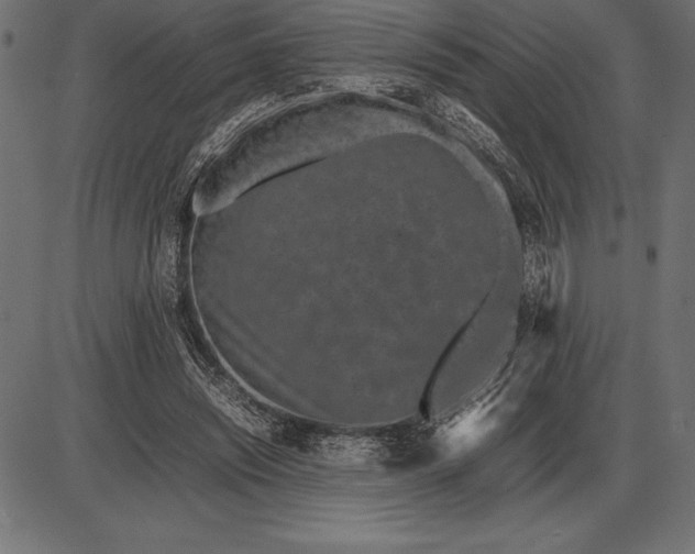 X0000086110444200704091422