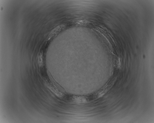 X0000086110520200704091421