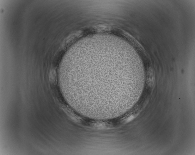 X0000086110523200704091421