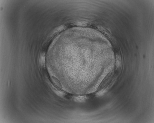 X0000086110527200704091421