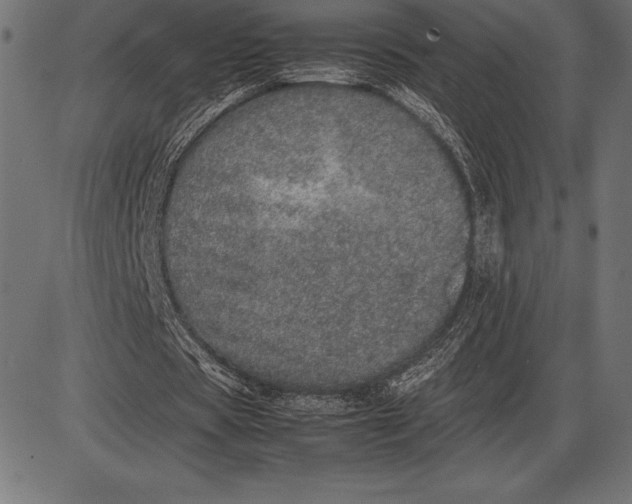 X0000086110529200704091421