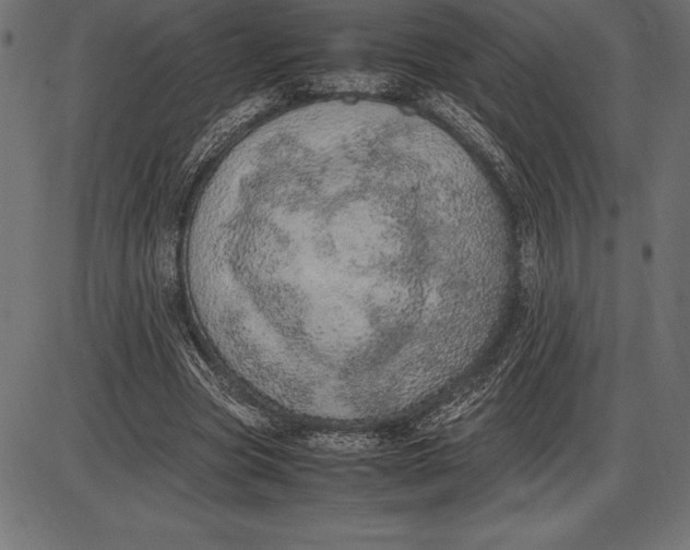 X0000086110537200704091421