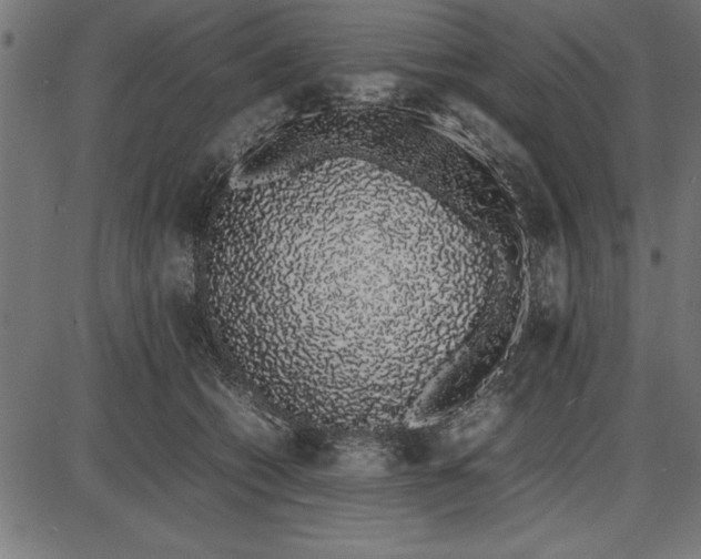 X0000086110562200704091421