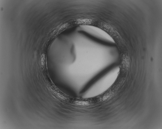 X0000086110649200704091419