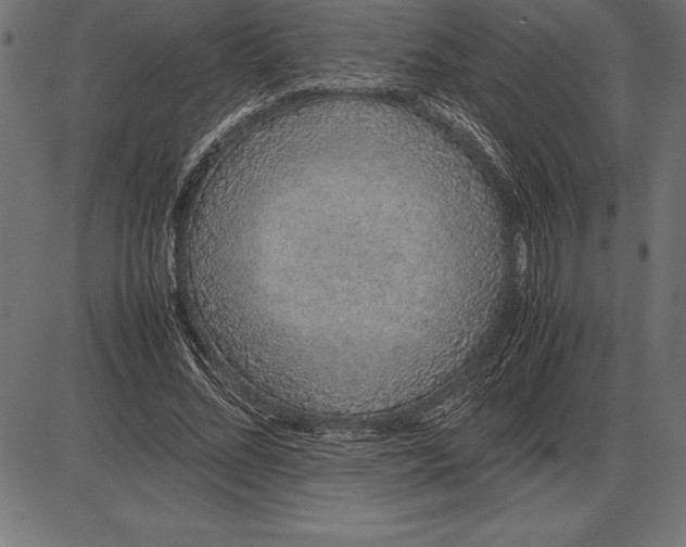 X0000086110684200704091419