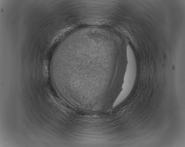 X0000086110688200704091419