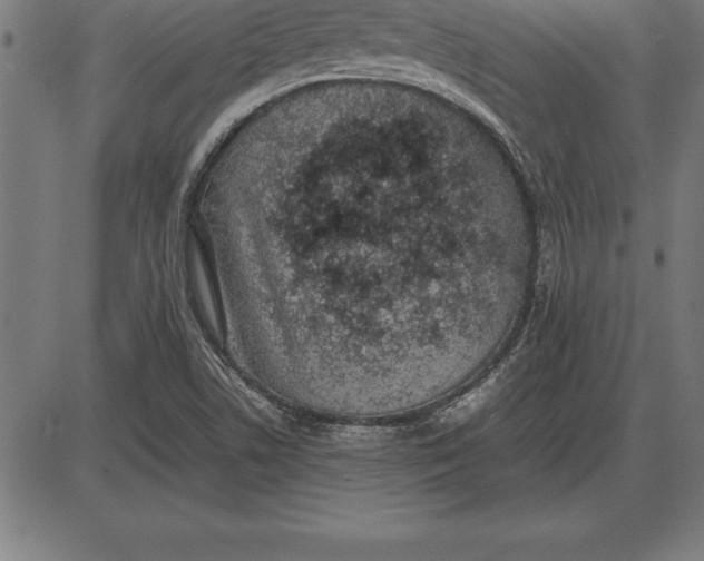 X0000086111506200704091405