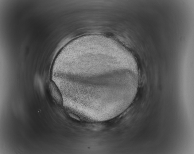 X0000086110099200704132218