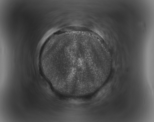 X0000086110199200704132216