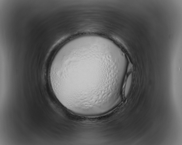 X0000086110680200704132209