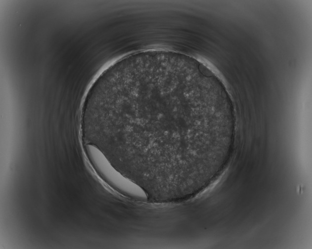 X0000086110941200704132206