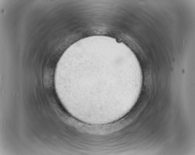 X0000086110030200704202317