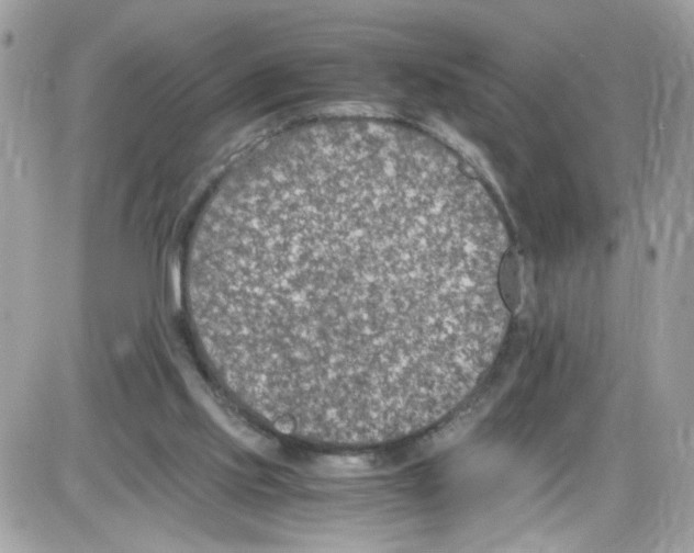 X0000086110061200704202316