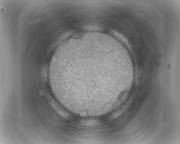 X0000086110065200704202316