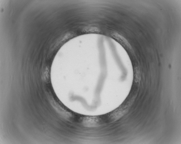 X0000086110077200704202316