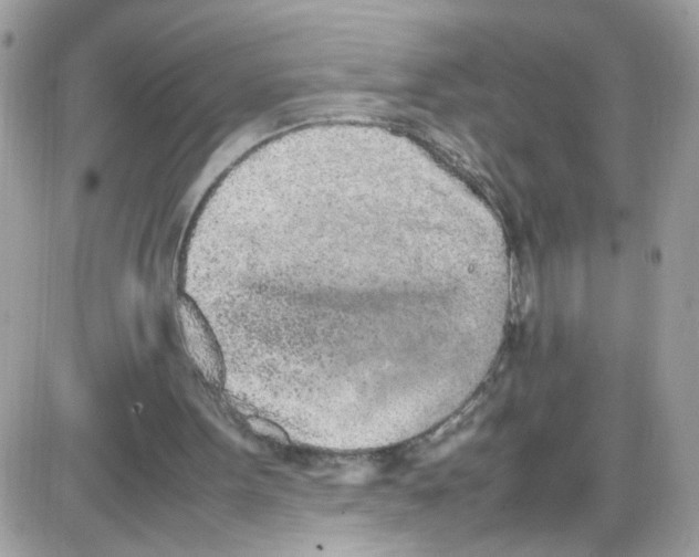 X0000086110099200704202316