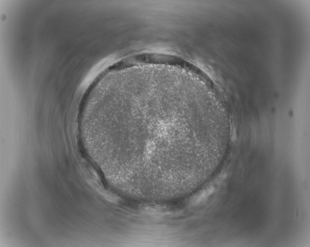 X0000086110199200704202314