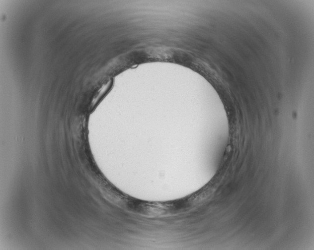 X0000086110229200704202314