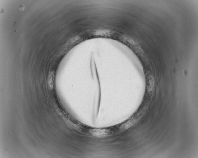 X0000086110273200704202313